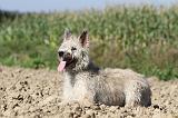 BOUVIER DES ARDENNES 094